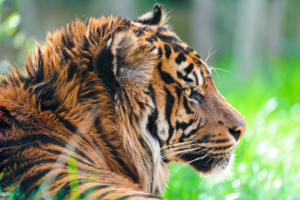 Sumatran Tiger 4K435762486 300x200 - Sumatran Tiger 4K - Young, Tiger, Sumatran